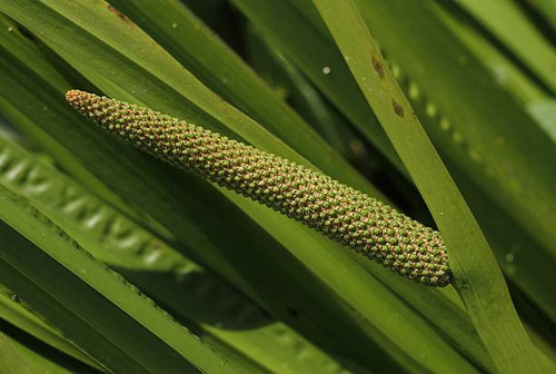 Acorus calamus, also known as Sweet Flag..jpg