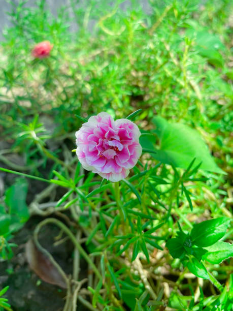closeup shot of beautiful Portulaca grandiflora or krokot mawar or rose moss with green leaf.jpg