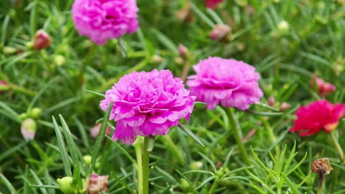 Colorful Purple Portulaca, Moss Rose, Sun Plant or Sun Rose flowers are blooming in the garden.jpg