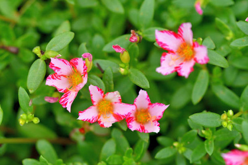 Portulaca is beautiful flower which is popular for summer flowerbed. Portulaca is especially well-su.jpg