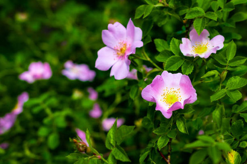 Dog Rose blossom (Rosa canina) on a green background.jpg
