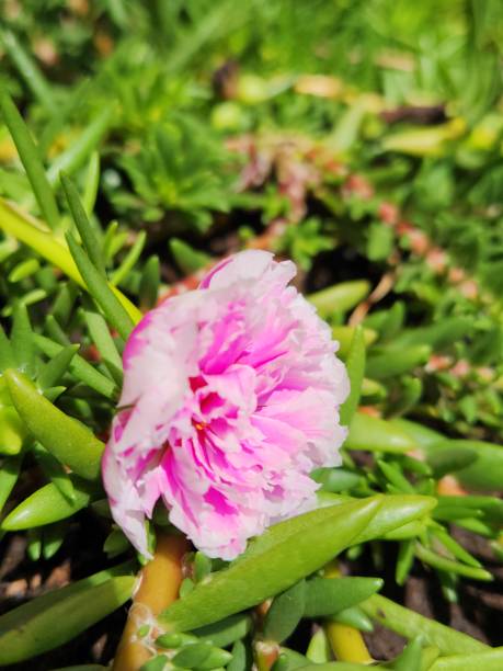 The double variegated (pink and white) flower of Portulaca grandiflora enchants with its unique comb.jpg