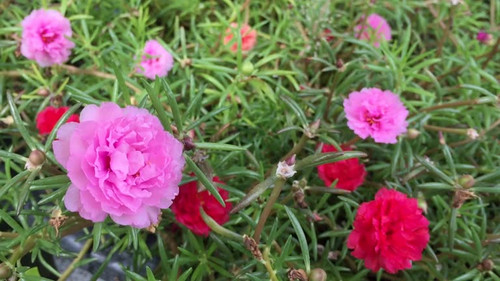 Closeup colorful of common purslane flower blooming.jpg