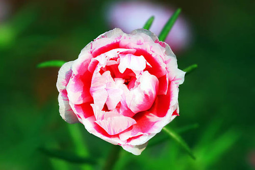 Flower beautiful morning..jpg