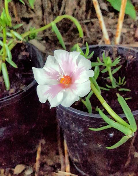 Portulaca, Duna Peggy, pink and white flower..jpg