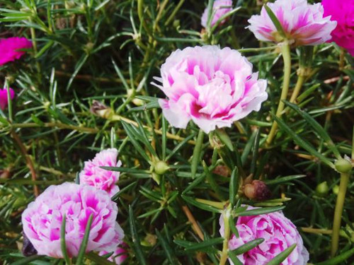 pink flower.jpg