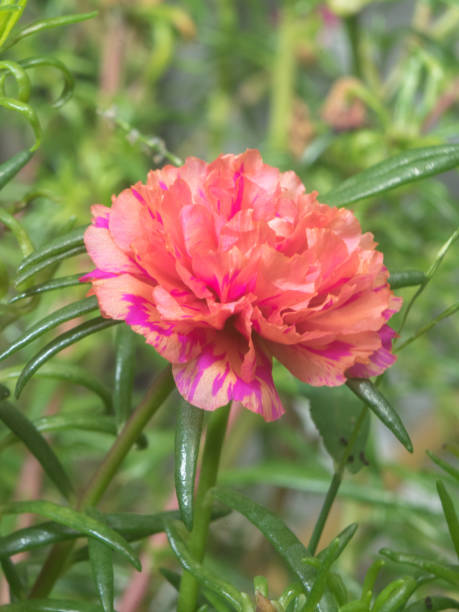 Flower petals Moss-rose purslane Portulaca peach pink closeup detail with green leaf background.jpg