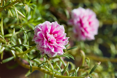 Flower on a plant, Gurgaon, Haryana, India.jpg