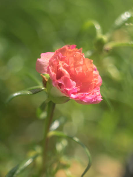 Flower petals Moss-rose purslane Portulaca bright pink closeup detail with green leaf background.jpg