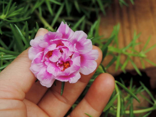 Flower nine o'clock, nature, spring..jpg