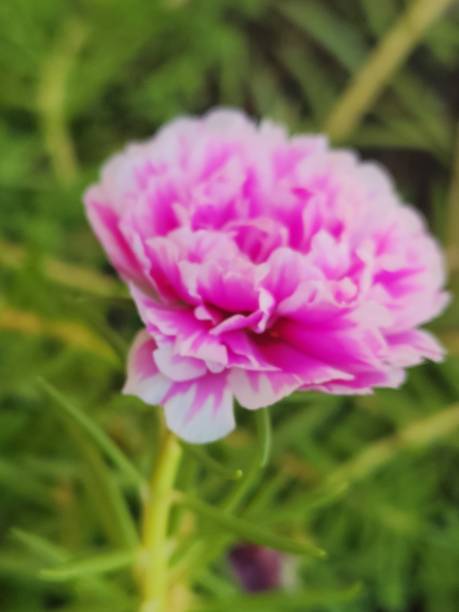 The flower of Portulaca grandiflora displays delicate and vibrant petals, which can appear in a wide.jpg