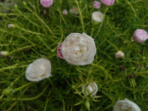 different color flowers.jpg