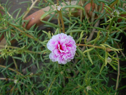 A vibrant close-up of a blooming Moss Rose flower (Portulaca grandiflora) featuring layered pink and.jpg