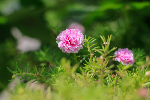 Flowers in the garden with leaves on a blurry green backdrop of natural beauty..jpg