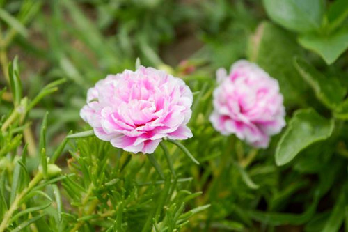 close up pink portulaca oleracea flower in nature garden.jpg