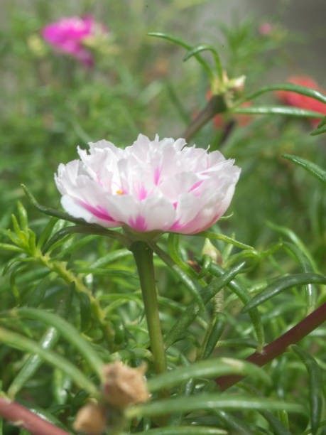 Flower petals Moss-rose purslane Portulaca white pink closeup detail with green leaf background.jpg