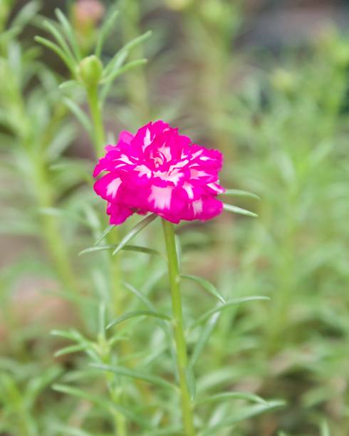 Flower photography with IPhone 12.jpg