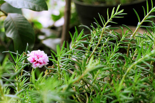 flowers that are blooming in the garden.jpg
