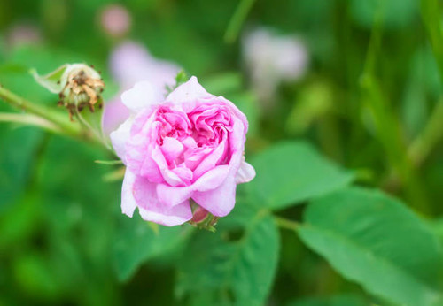Seasonal flowering of garden roses..jpg