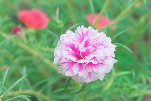 Common Purslane, portulaca flowers, Verdolaga, Pigweed.jpg