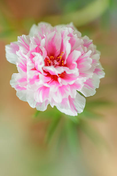 closeup common Purslane flower.shallow depth of field.jpg