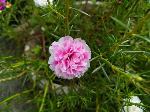 Moss rose is a unique flower known for its brilliant, jewel-toned colors.jpg
