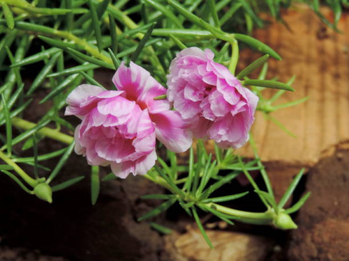 Flower nine o'clock, nature, spring..jpg