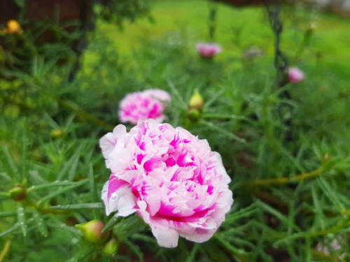 Flowers and plants of all colors.jpg