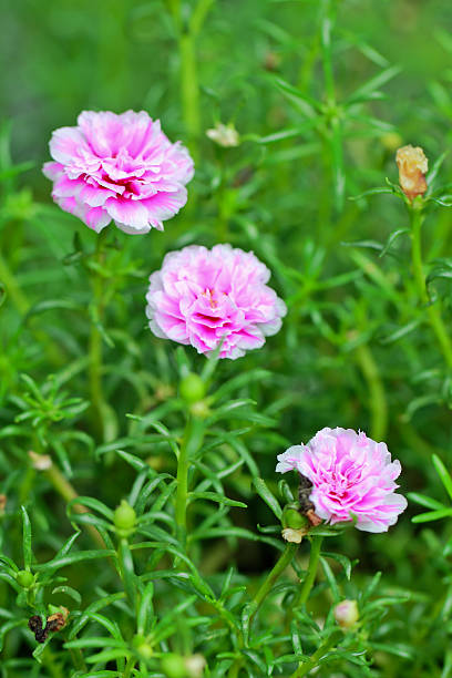 a photo of close up portulaca flower in the garden.jpg