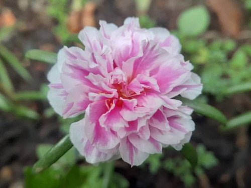 Close up of pink purslane flower.jpg