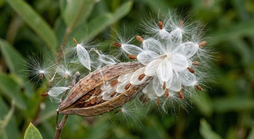 a small seed pod bursting with fluffy white seeds photo.jpg