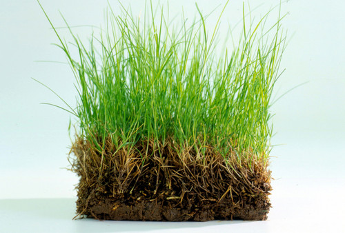 BHG Bermuda Grass SIP921675 6b48f3f430f847a79ccda2633e26e1a6.jpg