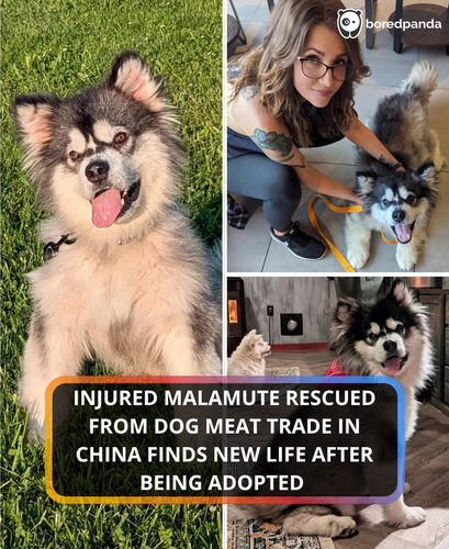 250. Injured malamute transforms after rescue from dog meat trade.png