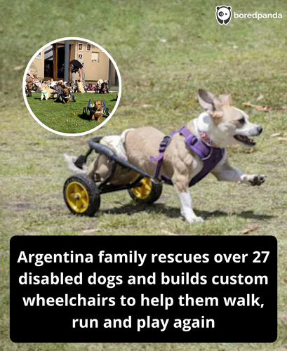 251. Family in Argentina houses 27 disabled dogs.png