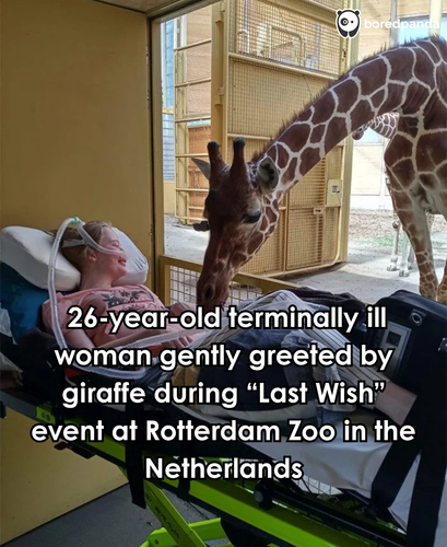 252. A Giraffe greeting a terminally ill patient during a “Last Wish” event at a Dutch Zoo.png