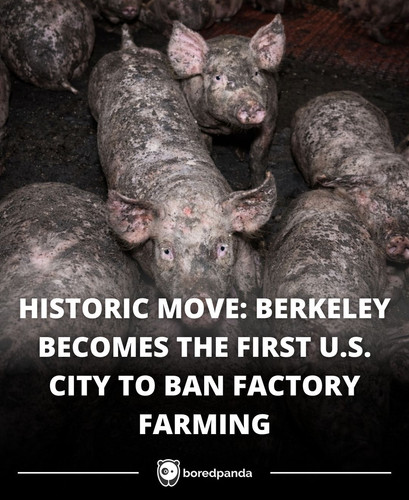 BERKELEY BECOMES THE FIRST U.S. CITY TO BAN FACTORY FARMING.jpg