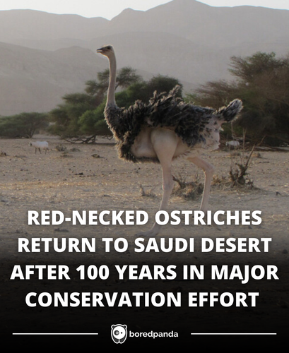 249. After 100 years wild ostriches return to Saudi Desert.png