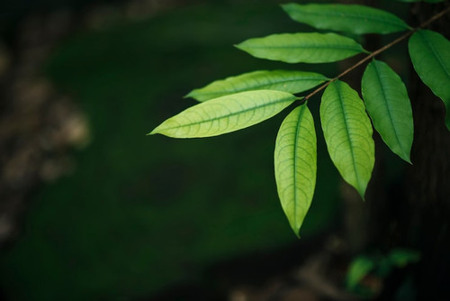 close up green leaves blurred leaf background 1150 4726.jpg