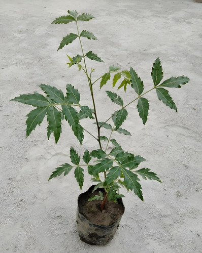 81dRqJF BUL. SL1500 .jpg