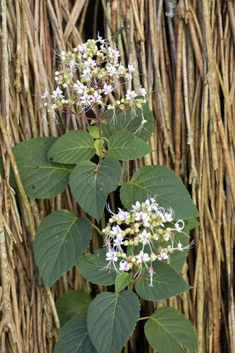 hill glory bower bloom clerodendrum infortunatum flower lamiaceae family native to tropical asia muc.jpg