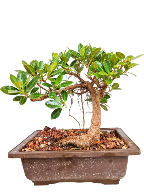 71UDpIufCXL. SL1500 .jpg