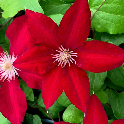 red Clematis flower.jpg