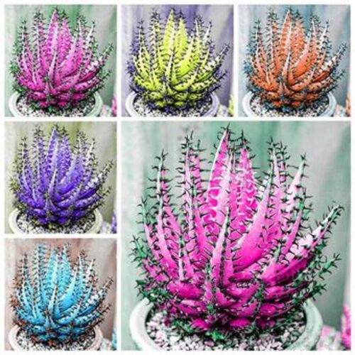 mixed Aloe Vera plant1.jpg