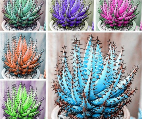 mixed Aloe Vera plant.jpg