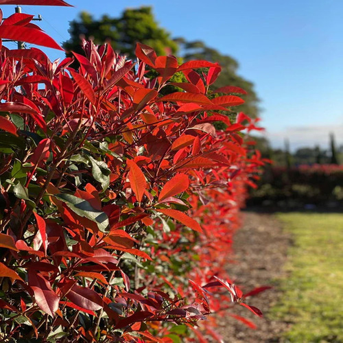 red Photinia plant.jpg