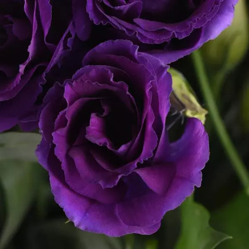 purple Lisianthus flower.jpg