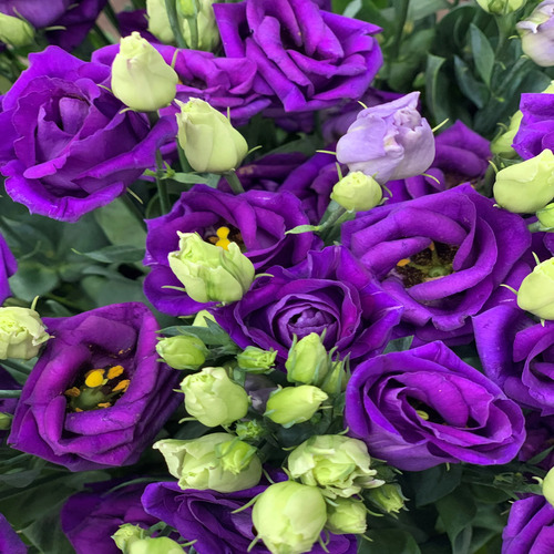 purple Lisianthus flower1.jpg