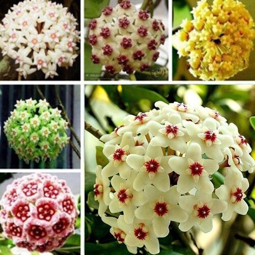 mixed Hoya Carnosa Flower1..jpg