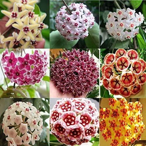 mixed Hoya Carnosa Flower.jpg