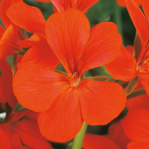 orange Geranium flower1.jpg